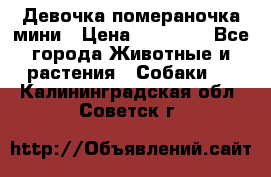 Девочка помераночка мини › Цена ­ 50 000 - Все города Животные и растения » Собаки   . Калининградская обл.,Советск г.